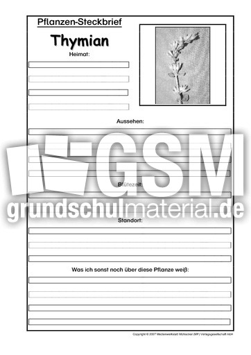 Pflanzensteckbrief-Thymian-SW.pdf